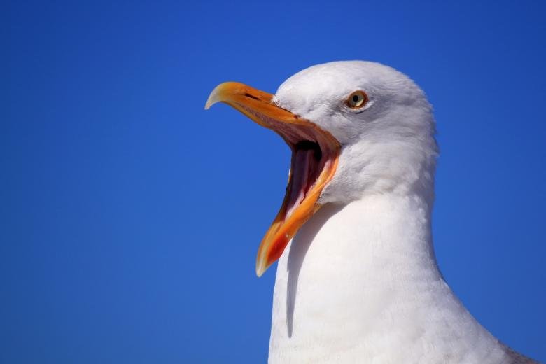 A bossy seagull